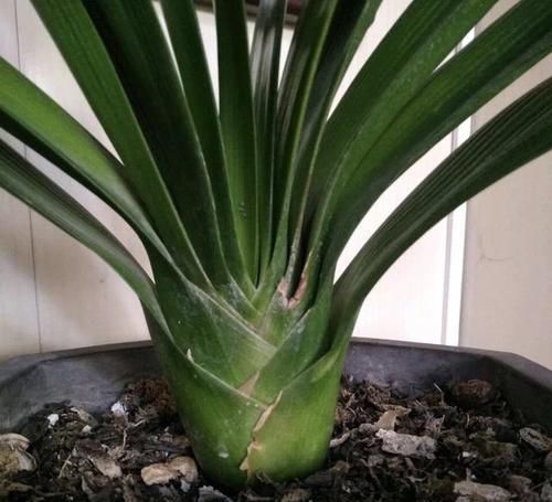 叶子|花卉盆栽喝点酒,不黄叶、不烂根,越长越旺,叶子绿、开花多