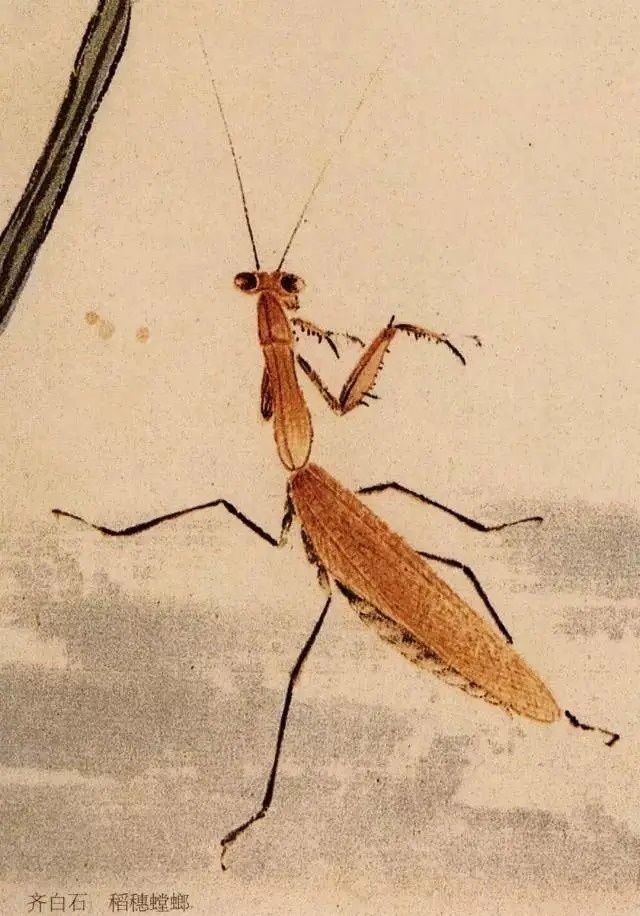 蝈蝈$国画技法图典——草虫篇:蝗虫 蚂蚱 蝈蝈 螽斯 螳螂 蟋蟀