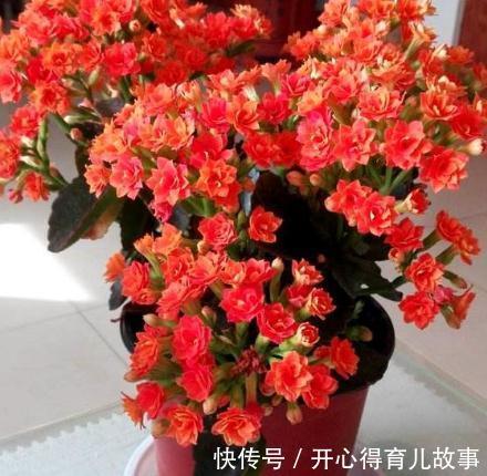 农历九月二十三霜降后,养什么花?以下3种花,喜气盈门岁且更始
