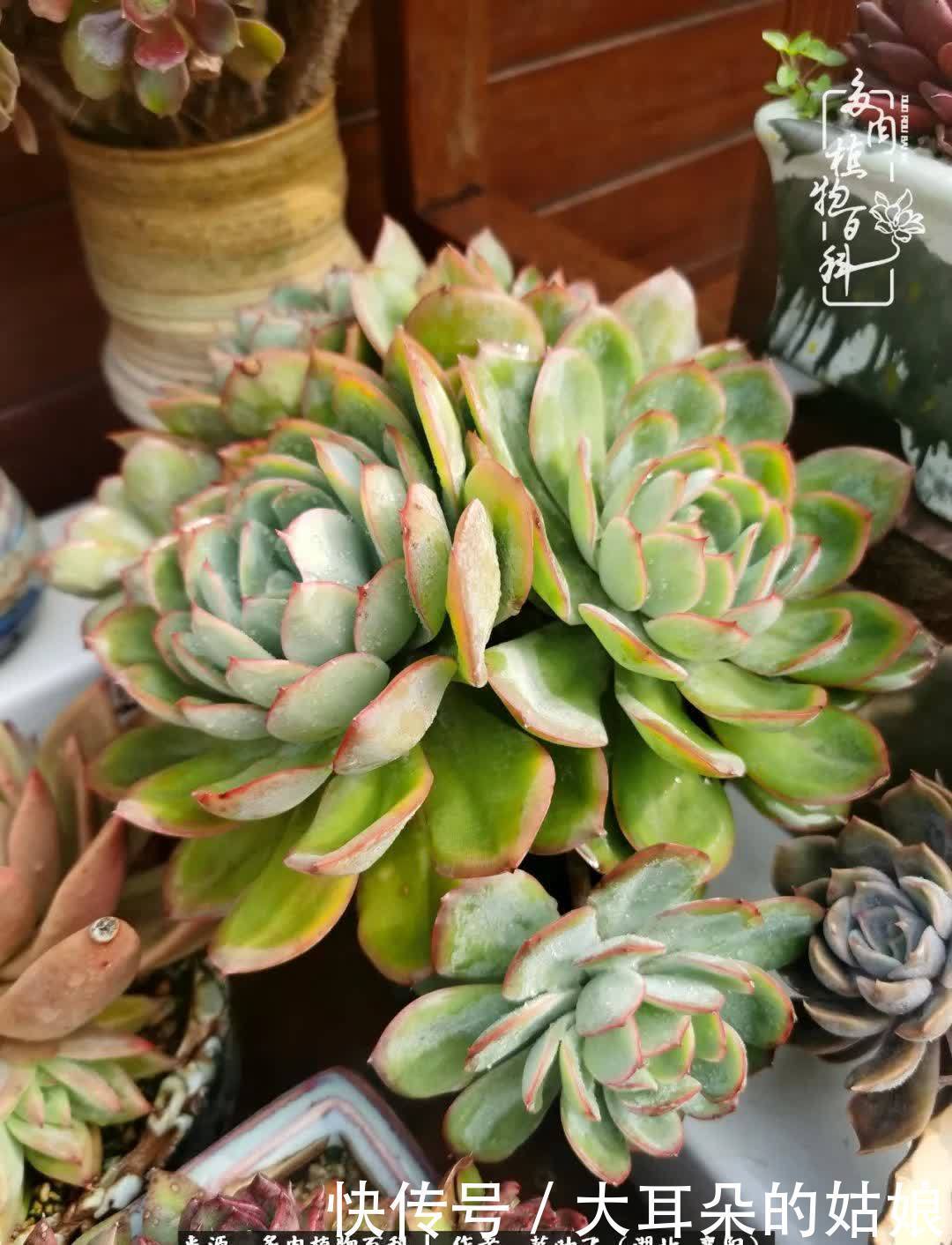 春暖花开,万物复苏,多肉迎来最美时光!