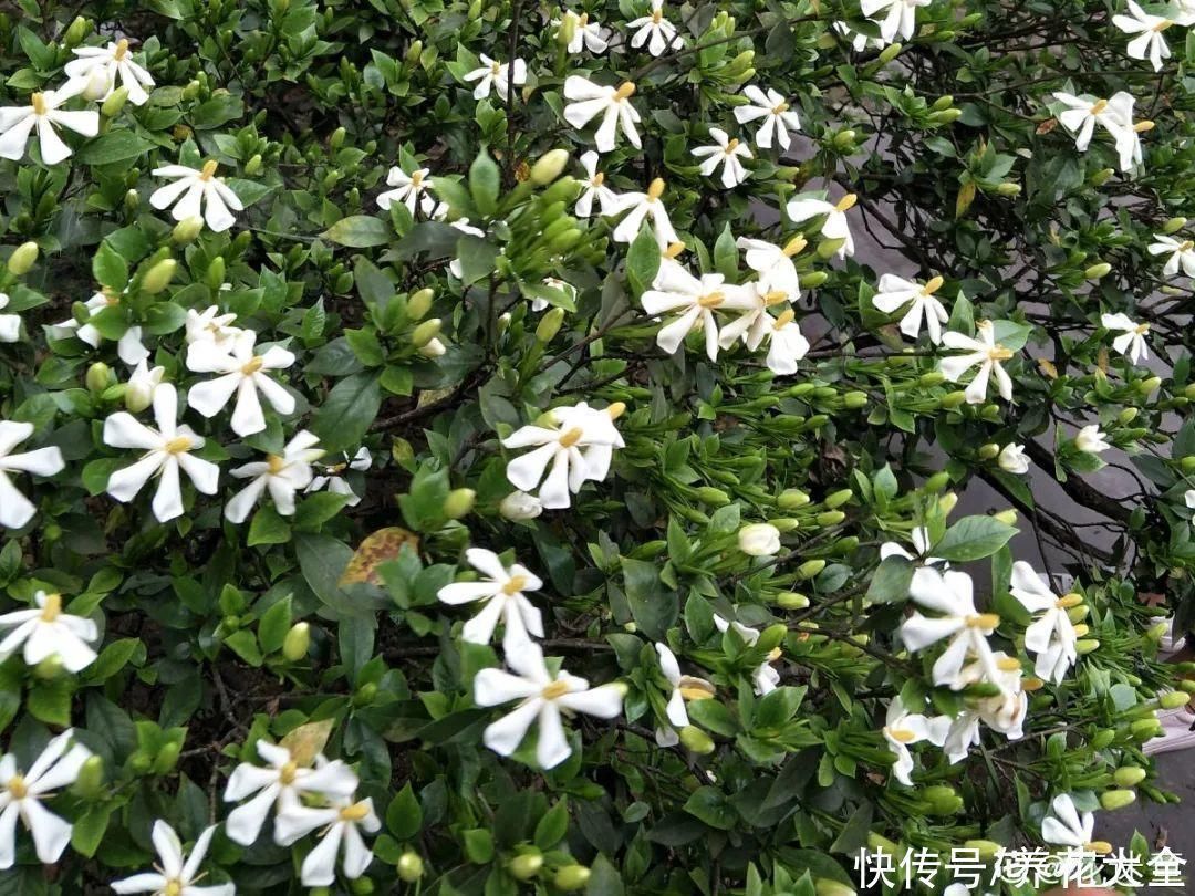 16种特长寿的植物，养十年以上，那都算年轻