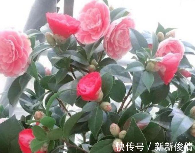 春天里|家养这些植物,阳台开出花海,长势好、花色艳,雍容华贵