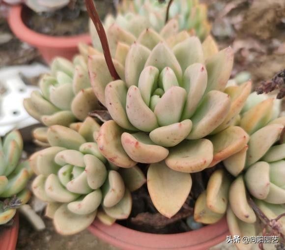 光合作用|秋天到了光照减弱，多肉搬到户外，昼夜温差大，容易出状态