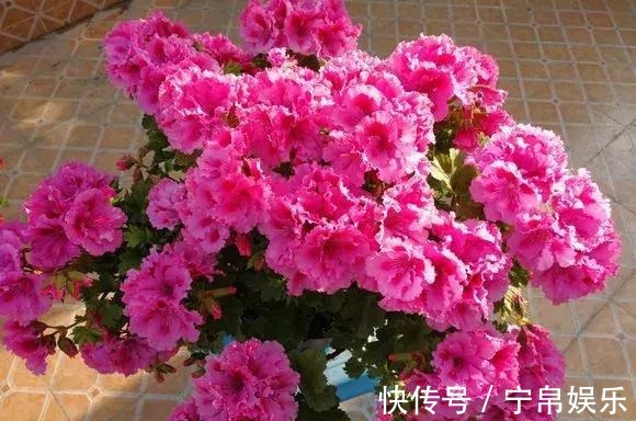 德利|1种花“人人爱”,耐旱好养,新手也能花开成球,一开300天!