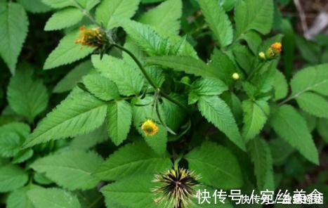 农村|农村路边常见野草,为民间神奇中草药,煎汁代茶饮,辅治高血压