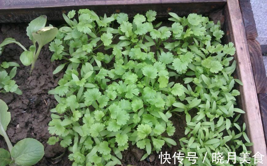 7种“蔬菜”冬天种,0度冻不死,吃一茬冒一茬,连续吃半年