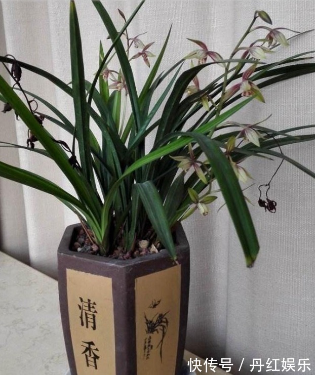 光照|兰花长势旺盛不开花,教你4个小“妙招”,轻轻松松开爆盆!