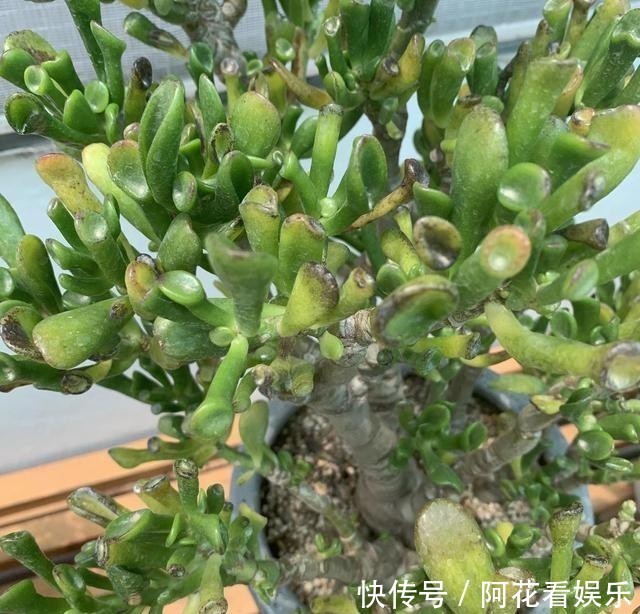 这花叫马蹄掌,也叫吸财树,寓意“招财进宝”,比多肉还好养