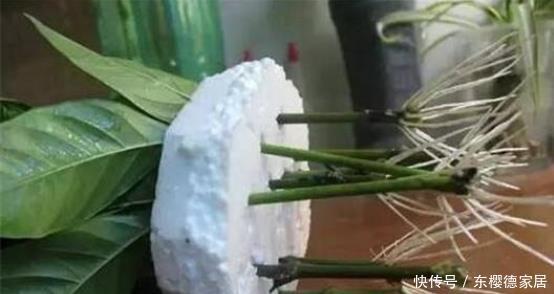 一分钱|一分钱不用花,蓝妖教你自制生根水,生根快又多