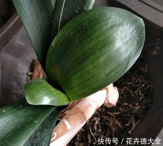 家里养君子兰,一个施肥小技巧,叶片长得又厚又大,花开得非常多
