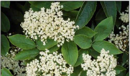 接骨木|农村一种树,全身都是宝,用它泡酒用,治疗风湿有奇效