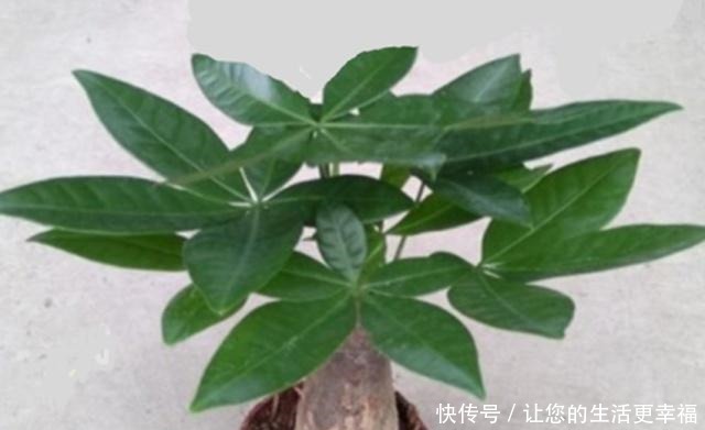 八种盆栽称为天然盆景,越养越美,越养价值越高、寿命几十年!