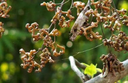 八月瓜|农村野果大全，儿时常吃的味道，吃过15种以上没多少人！