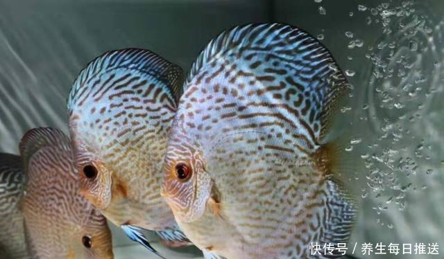 一招解决鱼缸里杂物过多的问题,再学不会,我们就别养观赏鱼了!