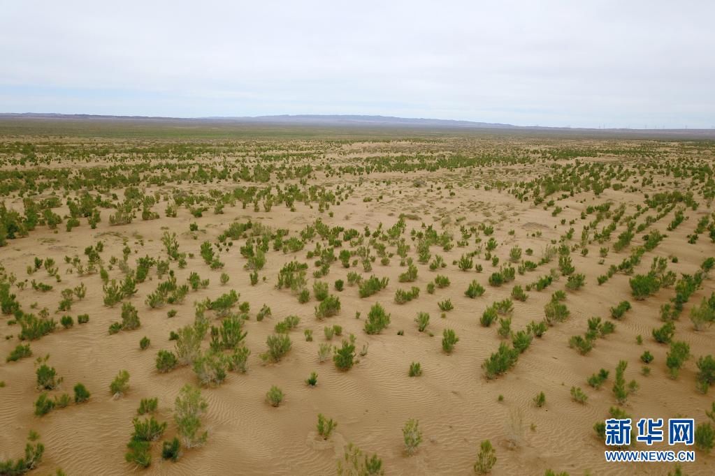 农田防护林网|新华全媒+丨中国第三大沙漠南缘“沙城”变“水乡”