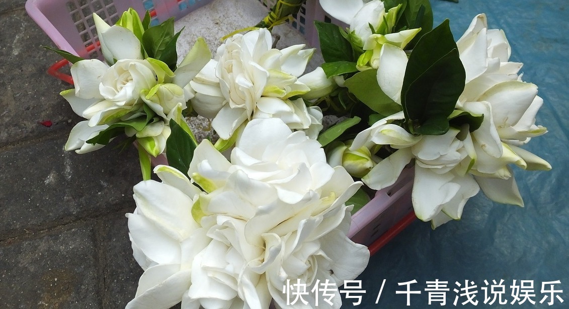 仙人掌|家里必须养的5种花卉盆栽,让身体远离病痛,还能省下买药钱