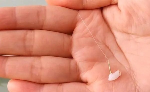 秋钓野钓大鲫鱼的神奇饵料,小鱼不沾,只钓大鲫