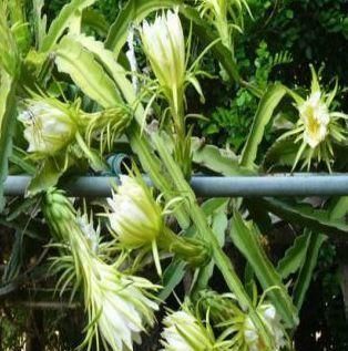 超市很常见的3种食物，排毒养颜、改善体质，好处多多！