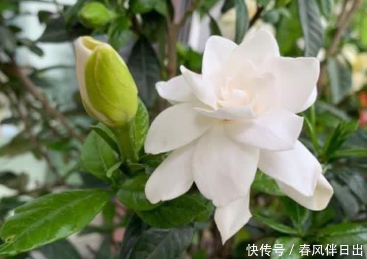 养花就养这几款,全年开花不停,漂亮花期长,花香飘满屋