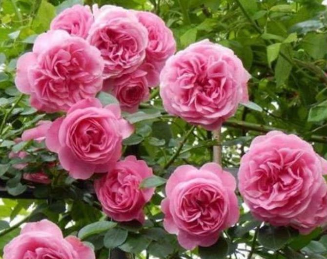 养花期|4种花要“勤”浇水，浇水多开花多，不然叶片发黄不开花