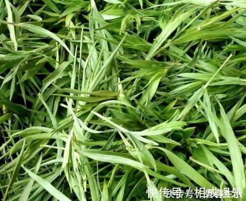 鱼腥草|“它”是前列腺炎的“克星”,男人没事常吃,消炎排毒,炎症或“不药而愈”