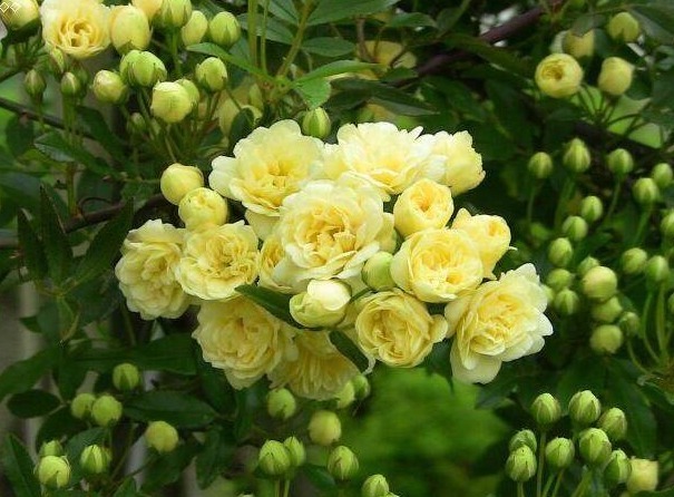 养花就养此款花,白得若雪,粉的似云霞,花姿清幽淡雅美