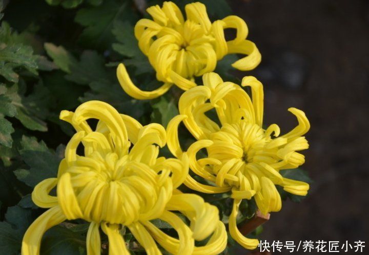 秋天|秋天4种花别着急“修剪”，当年长得枝条都是花，剪了就不开花