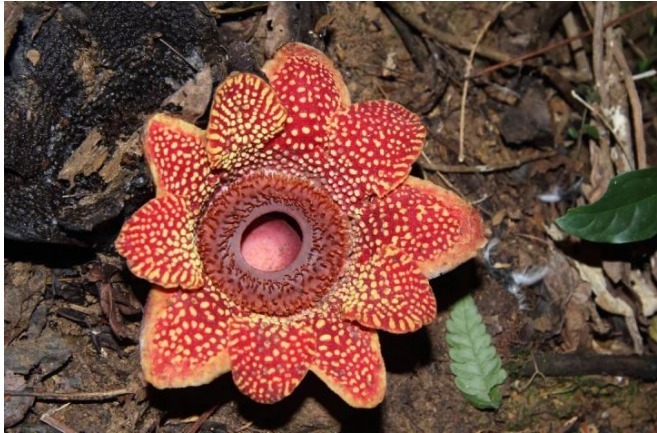 李东|比起曼珠沙华和彼岸花，更显妖艳和危险的2种花，拒绝传说