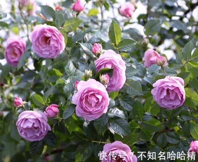 月季|被淘汰掉的藤本月季,听起来很经典,实际是鸡肋