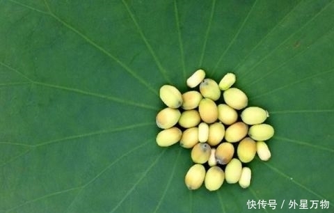 肥胖就常吃这几样食物 排出体内湿气 和大肚腩说拜拜