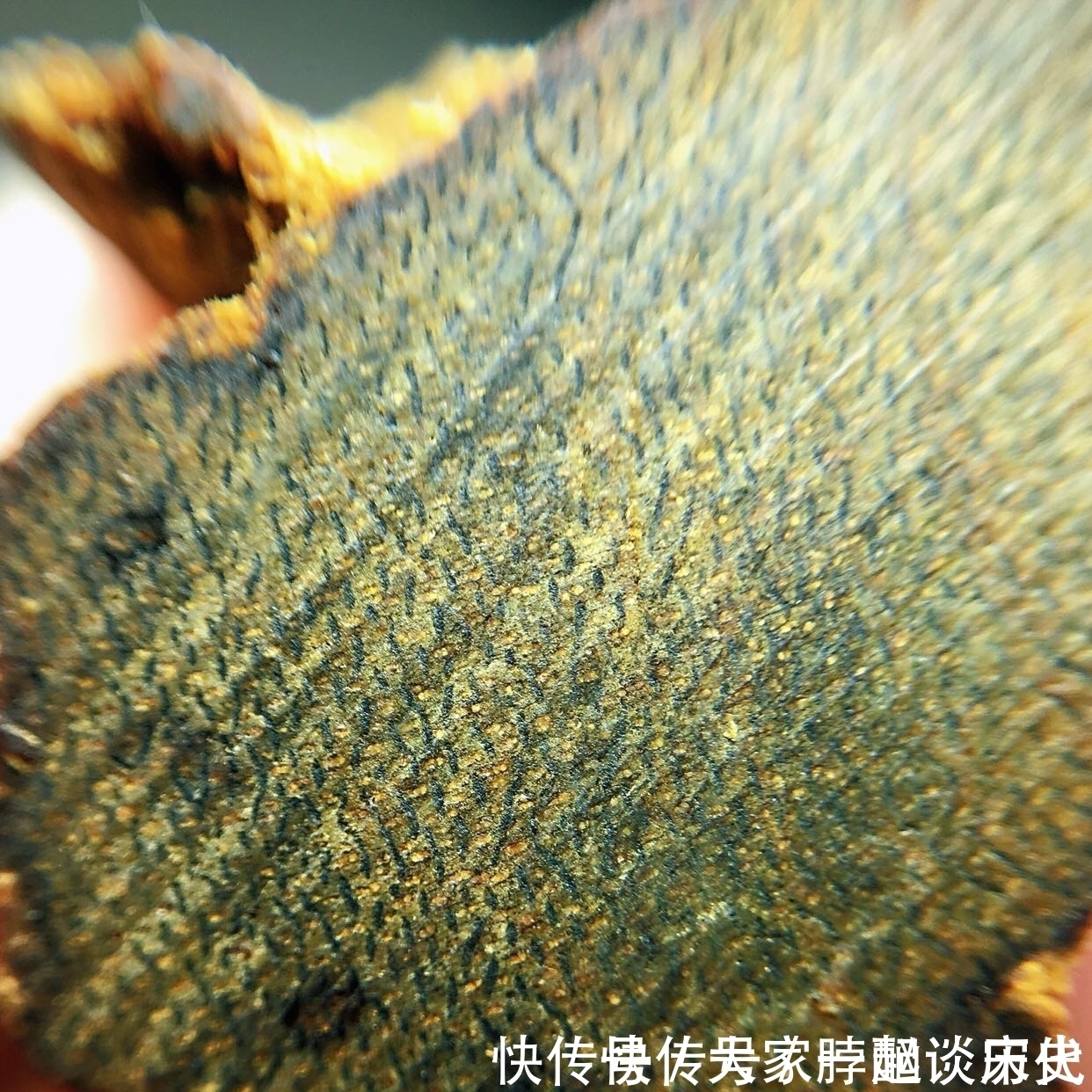 沉香|沉香中的上品奇楠,香味高雅尊贵,香醇之味悠然缥缈