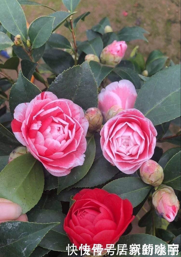 两种漂亮耐寒的花,让阳台不单调,冬季天天赏花,花大色艳