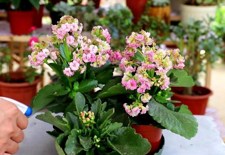 长寿花开完花,马上给它做“3件事”,很快再一次孕蕾开花