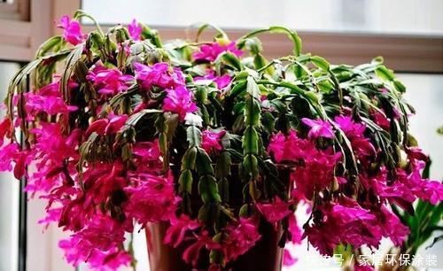 冬天养蟹爪兰,掌握4个要点,叶片坚硬如刀片,开出层叠群花!