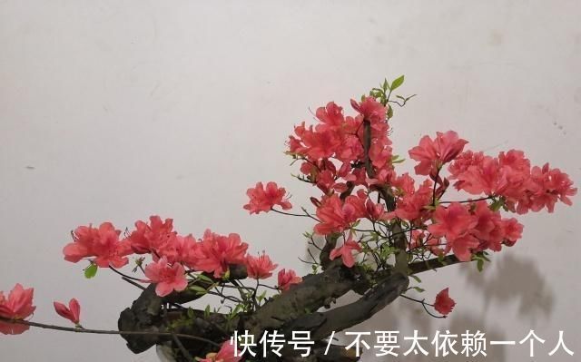 映山红|20块一个映山红“疙瘩”,做成盆景太惊艳了,养再久也不愁卖
