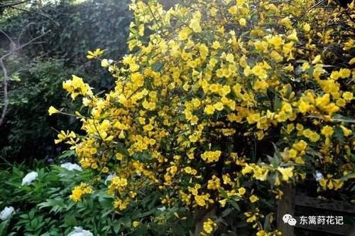 这花极耐寒花开半年，香飘满院，城里人还抢着种，它其实叫断肠草