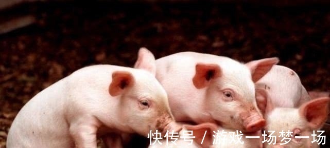 杀猪人|农村杀猪人为什么都命短?梁宏达的解释一针见血,真相值得一看