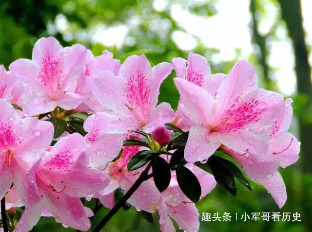此花是中国十大名花之一，满山鲜艳，像彩霞绕林，寓意生活的美好
