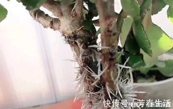 枝条|茉莉花扦插有机关,砍这一段枝条,插土里3天就活