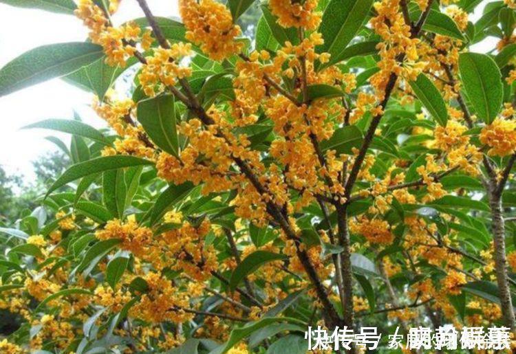 杜鹃花|4种花是花中劳模，一年四季开花不断，满屋飘香，香水钱都省了