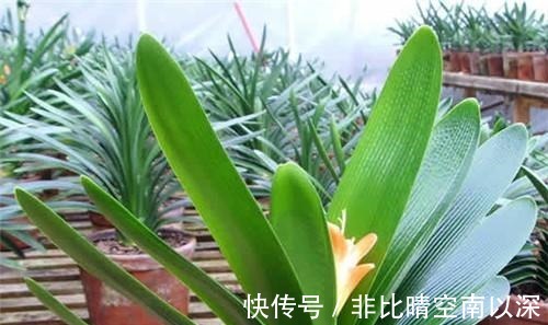 养君子兰,浇1杯“营养液”,7天冒花苞,花朵鲜艳,越长越美!