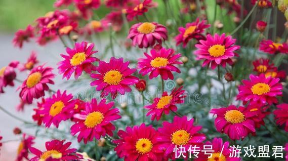 特爱“吃土”的8种花,该换盆时就换盆,别偷懒