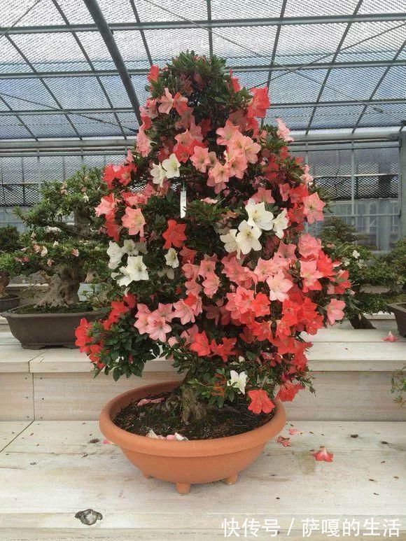 发酵|老花匠:扔4种“东西”,就是扔钱,比花肥还好用,不花钱!