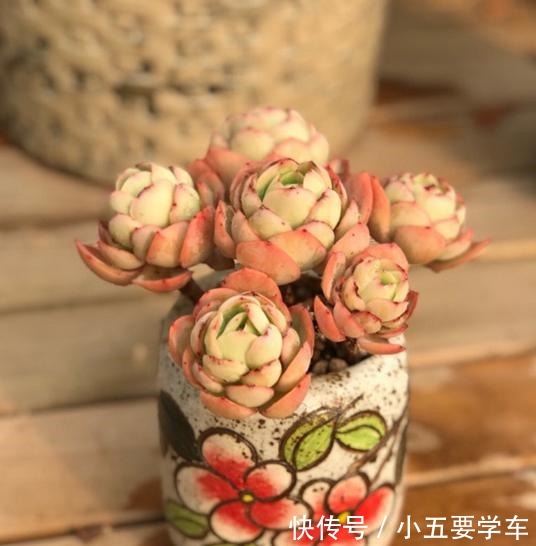 碧桃今年和去年对比,差别可不是一般大,希望一年比一年美!