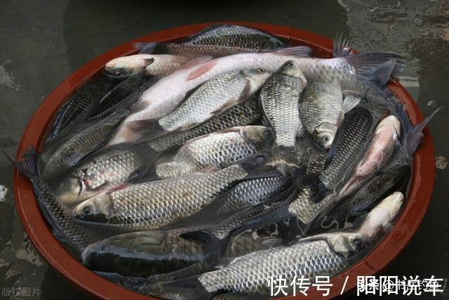 鲫鱼|蚯蚓饵料都不灵,夏钓鲫鱼只用米!钓鱼新手表示鲫鱼连竿也太容易