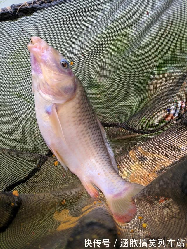 红鱼来袭?佛山石湾河内小红鱼成群,钓友:能吃吗?