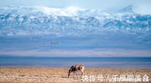 可可西里|这些地方被称为“无人区”，风景却美得不像话，这辈子定要去一次