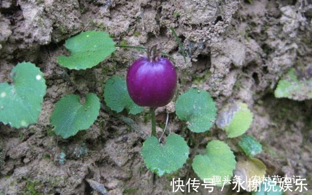 果子|这果子，2粒就可“止血”，是外伤“良药”，农村遇见请别踩到