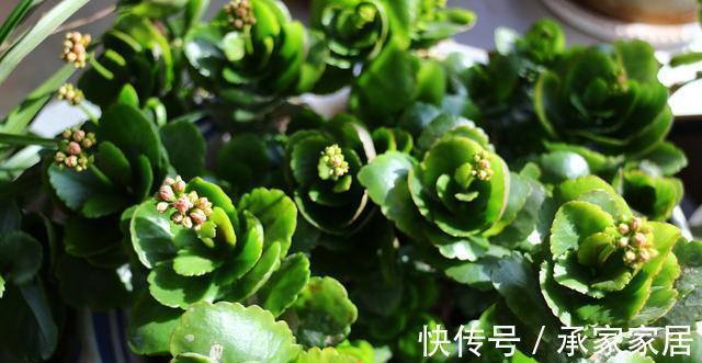 养护|蟹爪兰和长寿花,一起摘叶扦插,使用不同方法扦插,哪一个更好?