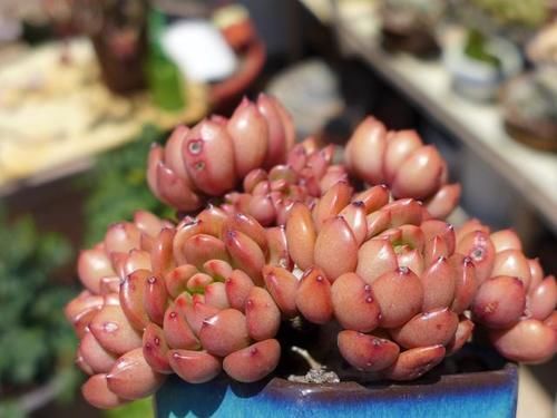 封闭阳台养什么多肉最合适，老花友诚心推荐这12款，省心又漂亮